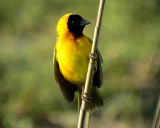 Black-headed Weaver (Yellow-backed Weaver)<br> Ploceus melanocephalus