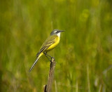 Gulrla<br> Yellow wagtail<br> Motacilla flava iberiae