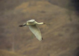 Skedstork<br> Eurasian Spoonbill<br> Platalea leucorodia