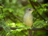 Kapverdesngare<br> Cape Verde Warbler<br> Acrocephalus brevipennis