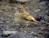 Sandkenlrka<br> Bar-tailed Desert Lark<br> Ammomanes cinctura (cinctura)