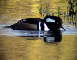 Kamskrake<br> Hooded Merganser<br> Mergus cucullatus