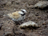 Svartkronad finklrka<br> Black-crowned Sparrow Lark<br> Eremopterix nigriceps