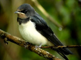 Ladusvala<br> Barn swallow<br> Hirundu rustica