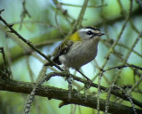 Brandkronad kungsfgel<br> Firecrest<br> Regulus ignicapillus