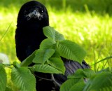 Rka <br> Rook<br> Corvus frugilegus