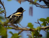 Bergfink<br> Brambling<br> Fringilla montifringilla