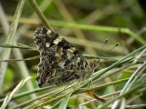 Tistelfjril<br> Painted Lady<br> Cynthia cardui