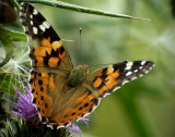 Tistelfjril<br> Painted Lady<br> Cynthia cardui
