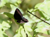 Eksnabbvinge <br> Purple Hairstreak <br>Favonius quercus