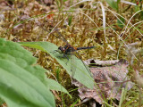 dragonfly sp