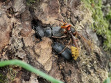 Bokbock Lesser Stag Beetle Dorcus parallelipipedus