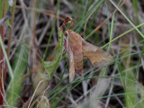 Mindre snabelsvrmare <br> Deilephila porcellus