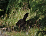 Skogshare <br> Mountain hare  <br> Lepus timidus
