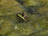 tlig groda <br> Edible Frog  <br> Pelophylax kl. esculentus 