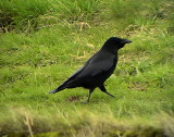Svartkrka <br> Carrion Crow <br> Corvus corone corone 