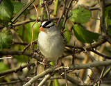 White-cowned Sparrow