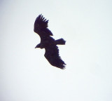 Stpprn<br> Aquila nipalensis<br> Steppe Eagle