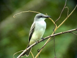 Grey kingbird <br>  Tyrannus dominicensis