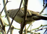 Common ground dove<br>  Columbina passerina