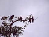 Turkey Vulture <br>  Cathartes aura