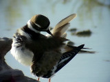 Killdeer <br>  Charadrius vociferus