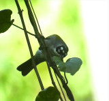 Black-crowed Palm Tanager <br>  Phaenicophilus palmarum