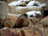 Alpjrnsparv<br> Prunella collaris (montana)<br> Alpine Accentor