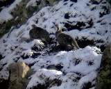 Kaspisk snhna<br> Caspian snowcock<br> Tetraogallus caspius