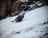 Kaspisk snhna<br> Caspian snowcock<br> Tetraogallus caspius