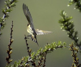 Rdpannad gulhmpling<br> Red-fronted Serin<br> Serinus pusillus