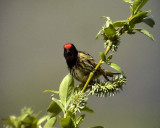 Rdpannad gulhmpling<br> Red-fronted Serin<br> Serinus pusillus