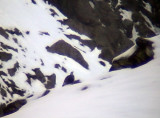 Kaukasisk snhna<br> Caucasian Snowcock<br> Tetrao caucacisus