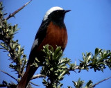 Bergrdstjrt<br> Gldenstdts Redstart <br> Phoenicurus erythrogaster