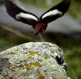 Bergrdstjrt<br> Gldenstdts Redstart <br> Phoenicurus erythrogaster