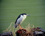 Natthger<br> Black-crowned Night Heron<br> Nycticorax nycticorax
