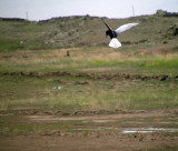 Vitvingad trna<br> Chlidonias leucopterus<br> White-winged Tern