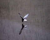 Vitvingad trna<br> Chlidonias leucopterus	<br> White-winged Tern