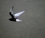 Vitvingad trna<br> White-winged Tern<br> Chlidonias leucopterus