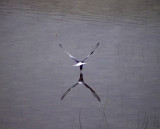 Vitvingad trna<br> Chlidonias leucopterus	<br> White-winged Tern