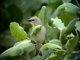 Gulstrupig stensparv<br> Yellow-throaded Sparrow<br> (Petronia)Gymnornis xanthocollis