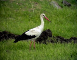 Vit stork<br> Ciconia ciconia<br> White Stork
