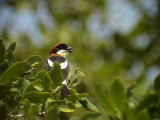 Rdhuvad trnskata <br> Red-headed Shrike<br> Lanius senator (niloticus)<br< (male)