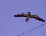 Blkrka<br> Coracias garrulus<br> European Roller