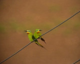 Grn bitare<br> Blue-cheeked Bee-eater<br> Merops persicus