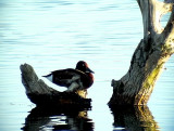 Vitgd dykand<br> Ferruginous Duck<br> Aythya nyroca	