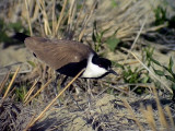 Sporrvipa<br> Spur-winged Plover<br> Vanellus spinosus