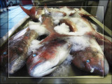 2009 - A Praa (Fish Market)