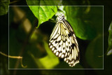 2009 - Butterfly Conservatory