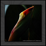 2012 - Baby Birds of Paradise - Royal Botanical Garden - Burlington, Ontario - Canada